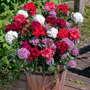Mixed Tall Dianthus Plants Live Carnation Planting Perennial, Very Fragrant