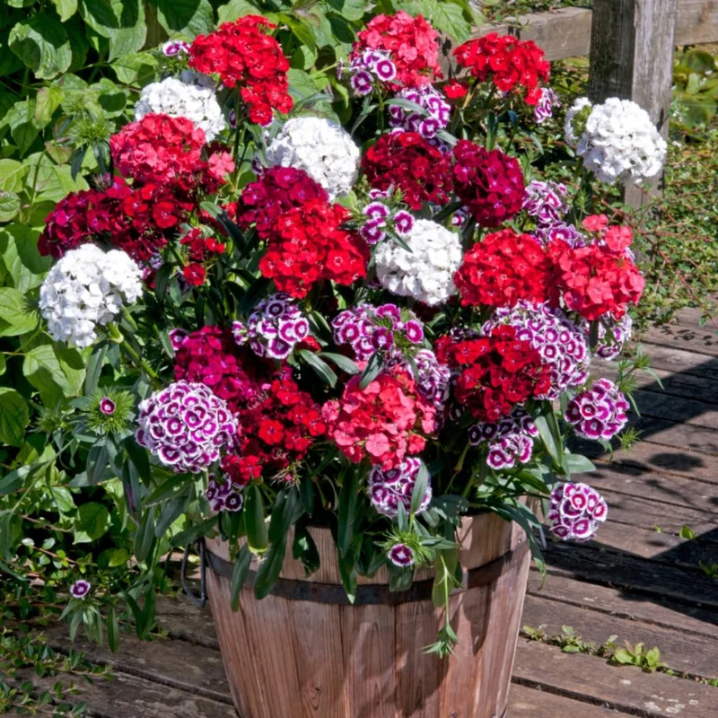 Mixed Tall Dianthus Plants Live Carnation Planting Perennial, Very Fragrant