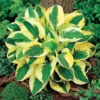 Hosta Plants Live, Dwarf Hosta Blue-green Leaves Edged in 4 Inch Pot