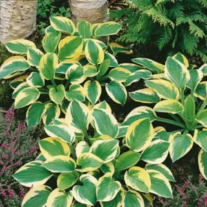 Hosta Plants Live, Dwarf Hosta Blue-green Leaves Edged in 4 Inch Pot
