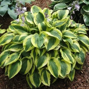 Hosta Plants Live, Dwarf Hosta Blue-green Leaves Edged in 4 Inch Pot