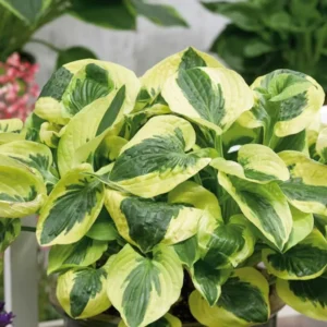 Hosta Plants Live, Dwarf Hosta Blue-green Leaves Edged in 4 Inch Pot