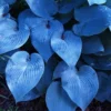 Hosta Plants Live, Dwarf Hosta Deep Blue Leaves in 4 Inch Pot