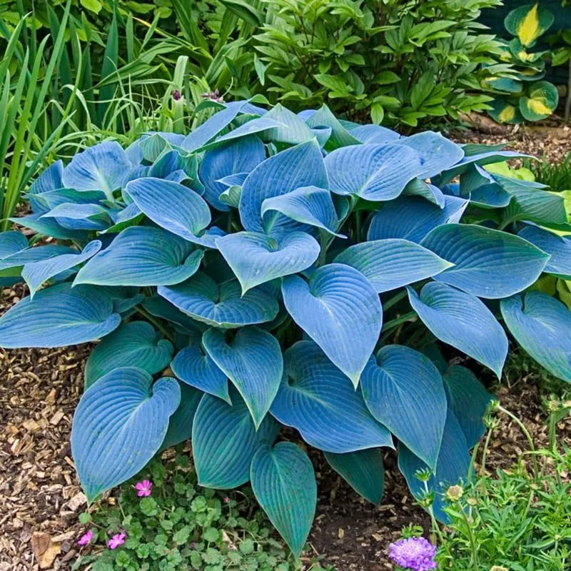 Hosta Plants Live, Dwarf Hosta Deep Blue Leaves in 4 Inch Pot