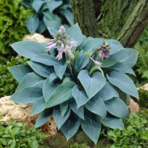 Hosta Plants Live, Dwarf Hosta Deep Blue Leaves in 4 Inch Pot