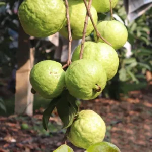 Pink Guava Tree Live Plant, Live Guava Trees Plant, Guava Trees Plant Live, Guava for Growing, 5-10 Inch in Tall from Bottom Pot , 1 Year Old Seedlings Well Rooted Guava