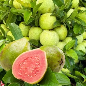Pink Guava Tree Live Plant, Live Guava Trees Plant, Guava Trees Plant Live, Guava for Growing, 5-10 Inch in Tall from Bottom Pot , 1 Year Old Seedlings Well Rooted Guava