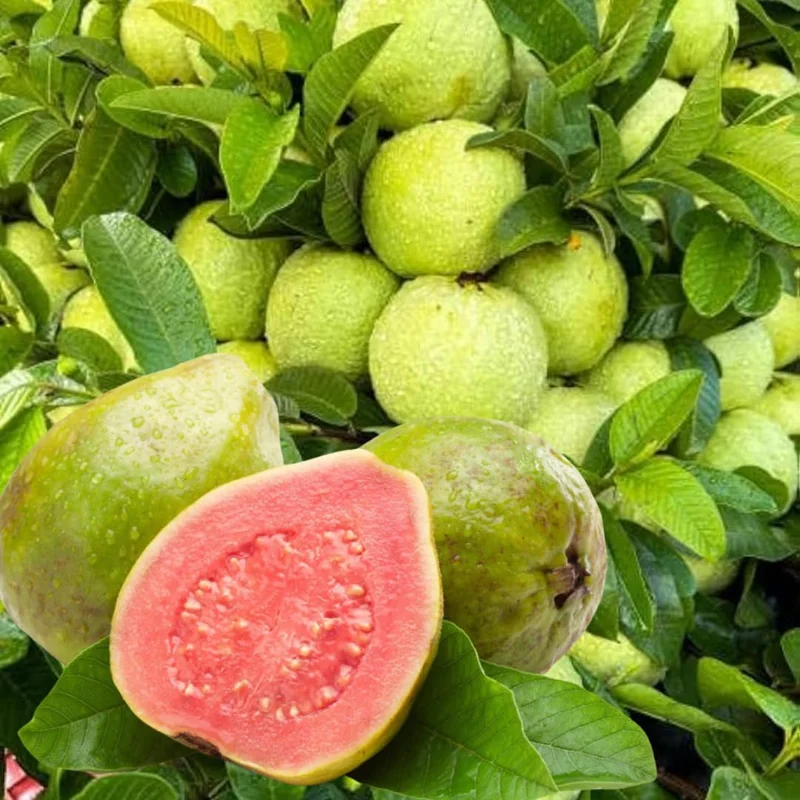 Pink Guava Tree Live Plant, Live Guava Trees Plant, Guava Trees Plant Live, Guava for Growing, 5-10 Inch in Tall from Bottom Pot , 1 Year Old Seedlings Well Rooted Guava