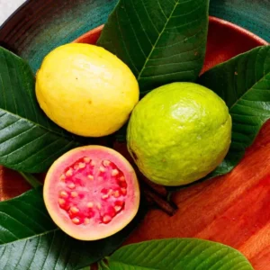 Set 2 Pink Guava Trees Live Plants, Live Guava Trees Plant, Guava Trees Plant Live, Guava for Growing, 5-10 Inch in Tall, 1 Year Old Seedlings Well Rooted Guava