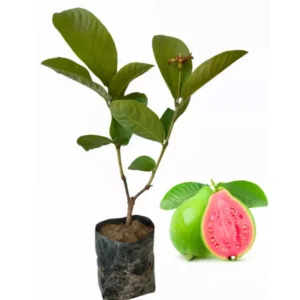 Set 2 Pink Guava Trees Live Plants, Live Guava Trees Plant, Guava Trees Plant Live, Guava for Growing, 5-10 Inch in Tall, 1 Year Old Seedlings Well Rooted Guava