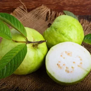 White Guava Tree Live Plant, Live Guava Trees Plant, Guava Trees Plant Live, Guava for Growing, 5-10 Inc in Tall, 1 Year Old Seedlings Well Rooted Guava