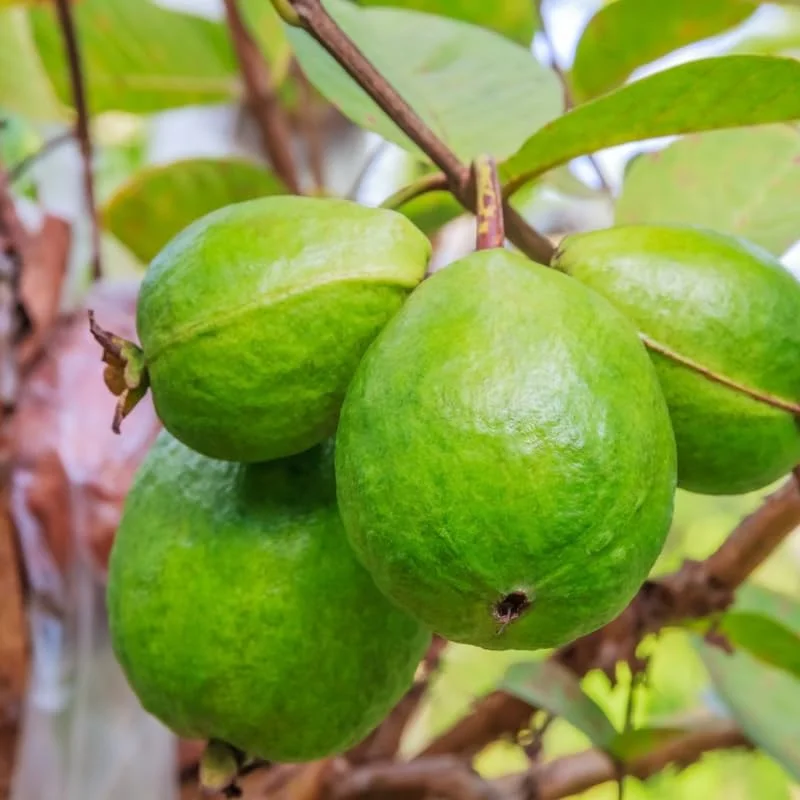 Set 2 White Guava Trees Live Plants, Live Guava Trees Plant, Guava Trees Plant Live, Guava for Growing, 5-10 Inc in Tall, 1 Year Old Seedlings Well Rooted Guava