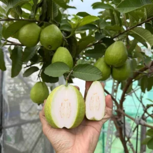 Set 2 White Guava Trees Live Plants, Live Guava Trees Plant, Guava Trees Plant Live, Guava for Growing, 5-10 Inc in Tall, 1 Year Old Seedlings Well Rooted Guava