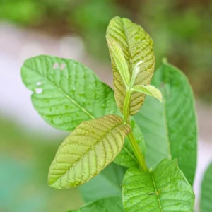 Set 2 White Guava Trees Live Plants, Live Guava Trees Plant, Guava Trees Plant Live, Guava for Growing, 5-10 Inc in Tall, 1 Year Old Seedlings Well Rooted Guava