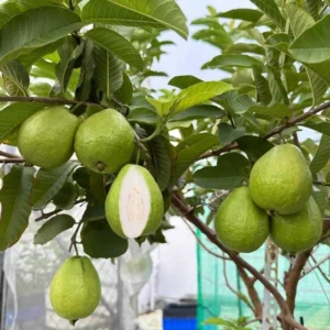 Set 3 White Guava Trees Live Plants, 1 Year Old Seedlings Well Rooted Guava, Live Guava Trees Plant, Guava Trees Plant Live, Guava for Growing, 5-10 Inc in Tall in 4 Inc Pot