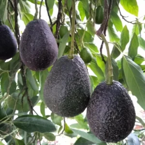 Live HASS Avocado Trees Plants Seedlings, 1 Year Old HASS Avocado Trees, Well Rooted HASS Avocado Plants Trees in 4 Inc Pot for Planting, Live Avocado Plants, Green