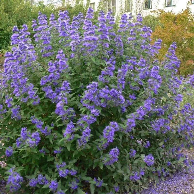 Bluebeard Plant Live Flower Plant, Caryopteris Plant in 4 Inc Pot