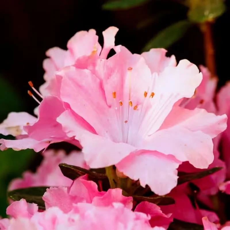 Reblooming Azalea Rhododendron Plant Live in 4 Inch Pot, Azalea Rhododendron Bush Shrub, Bloom in Spring, Late Summer, Fall Rebloom