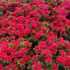 Reblooming Azalea Rhododendron Plant Live in 4 Inch Pot, Azalea Rhododendron Bush Shrub, Bloom in Spring, Late Summer, Fall Rebloom