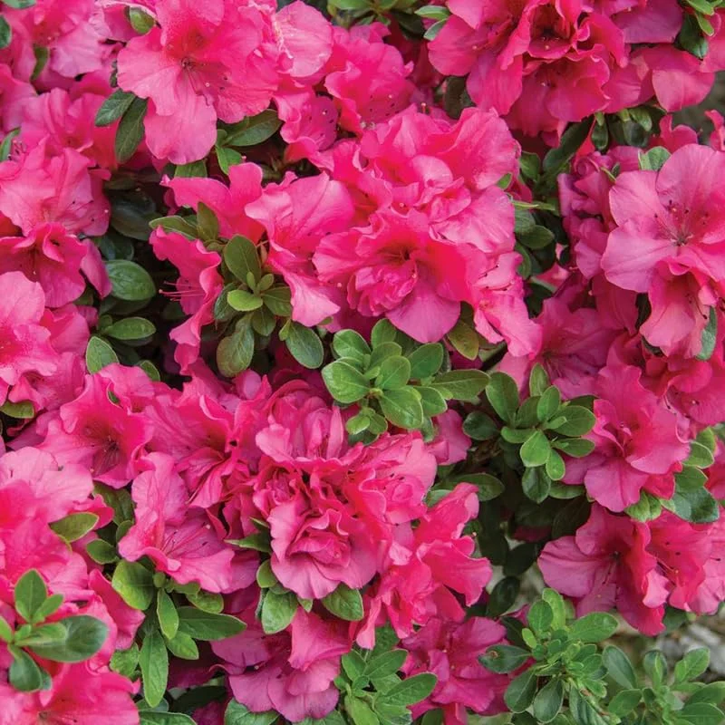 Reblooming Azalea Rhododendron Plant Live in 4 Inch Pot, Azalea Rhododendron Bush Shrub, Bloom in Spring, Late Summer, Fall Rebloom