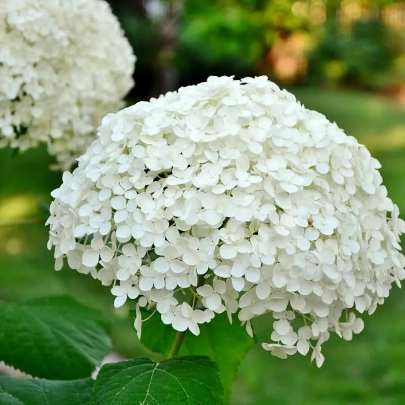 Hydrangea Perennial Live Plant in 2.5 Inc Pot, Hydrangea Tree Shrub Bush Perennial Outdoor Planting