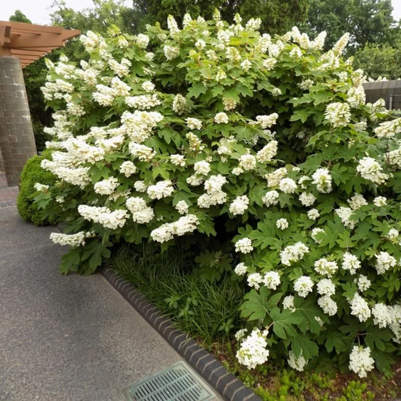 Hydrangea Perennial Live Plant in 2.5 Inc Pot, Hydrangea Tree Shrub Bush Perennial Outdoor Planting