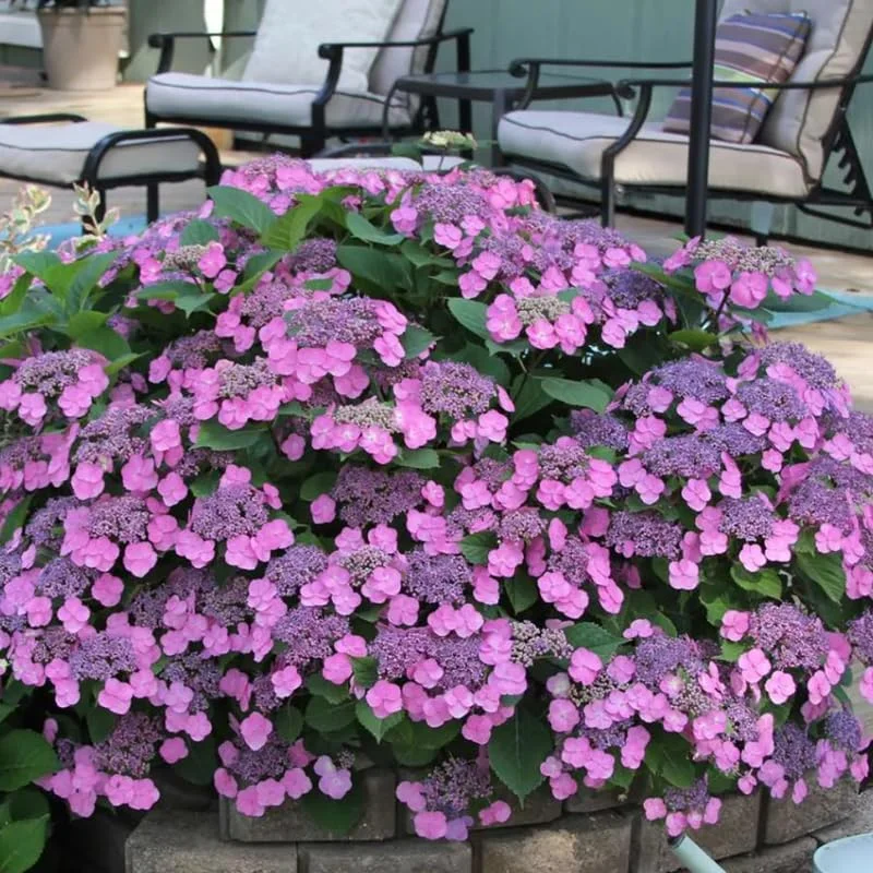 Hydrangea Perennial Live Plant in 2.5 Inc Pot, Hydrangea Tree Shrub Bush Perennial Outdoor Planting