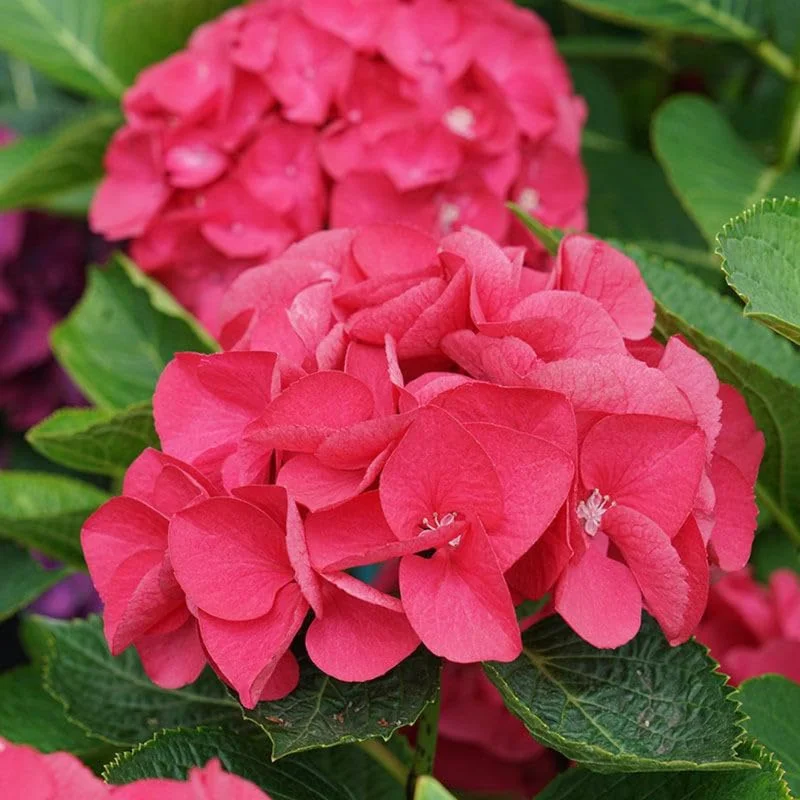 Hydrangea Perennial Live Plant in 2.5 Inc Pot, Hydrangea Tree Shrub Bush Perennial Outdoor Planting