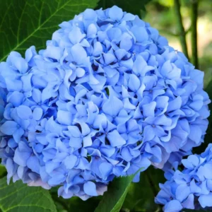 Hydrangea Perennial Live Plant in 2.5 Inc Pot, Hydrangea Tree Shrub Bush Perennial Outdoor Planting