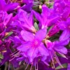 Rhododendron Plants Live Bush Shrubs for Planting, Azalea Bush Ready Plant, Live Rhododendron Plant Azalea