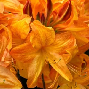 Rhododendron Plants Live, Azalea Rhododendron Bush Shrubs for Planting, Azalea Bush Ready Plant, Live Rhododendron Plant Azalea