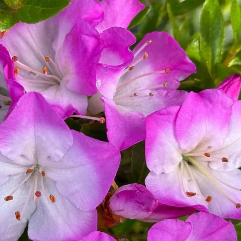 Rhododendron Plants Live, Azalea Rhododendron Bush Shrubs for Planting, Azalea Bush Ready Plant, Live Rhododendron Plant Azalea