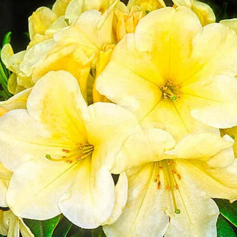 Rhododendron Plants Live, Azalea Rhododendron Bush Shrubs for Planting, Azalea Bush Ready Plant, Live Rhododendron Plant Azalea