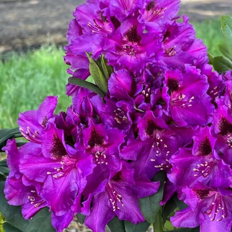 Rhododendron Plants Live, Azalea Rhododendron Bush Shrubs for Planting, Azalea Bush Ready Plant, Live Rhododendron Plant Azalea