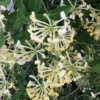 Climbing Honeysuckle Plant, Honeysuckle Plant Live, Fragrant Honeysuckle Plants Vine, Honeysuckle Bushes in 2.5 Inch Pot
