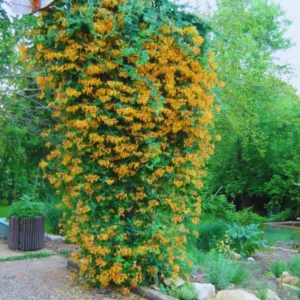 Climbing Honeysuckle Plant, Honeysuckle Plant Live, Fragrant Honeysuckle Plants Vine, Honeysuckle Bushes in 2.5 Inch Pot