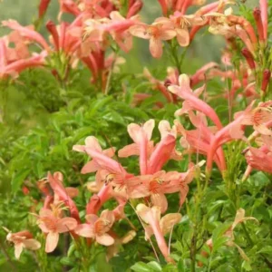 Climbing Honeysuckle Plant, Honeysuckle Plant Live, Fragrant Honeysuckle Plants Vine, Honeysuckle Bushes in 2.5 Inch Pot