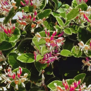 Climbing Honeysuckle Plant, Honeysuckle Plant Live, Fragrant Honeysuckle Plants Vine, Honeysuckle Bushes in 2.5 Inch Pot