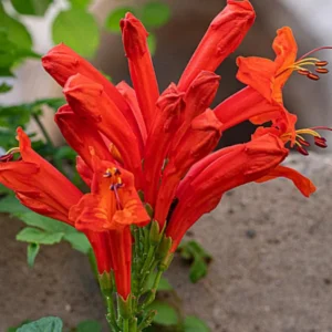 Climbing Honeysuckle Plant, Honeysuckle Plant Live, Fragrant Honeysuckle Plants Vine, Honeysuckle Bushes in 2.5 Inch Pot