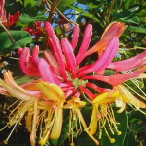 Climbing Honeysuckle Plant, Honeysuckle Plant Live, Fragrant Honeysuckle Plants Vine, Honeysuckle Bushes in 2.5 Inch Pot