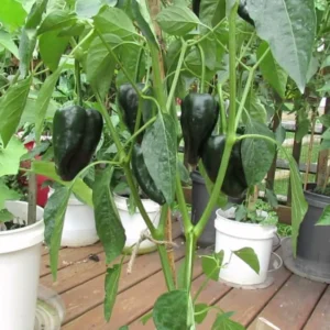 Pepper Plant Live in 2.5 Inch Pot for Planting Outdoor