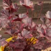Heuchera Live Plant Shrubs, Coral Bells Plant Live 2.5 Inch Pot, Shade Perennial Heucherella Plant