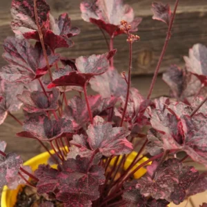 Heuchera Live Plant Shrubs, Coral Bells Plant Live 2.5 Inch Pot, Shade Perennial Heucherella Plant