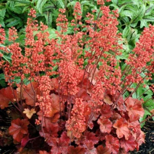 Heuchera Plant Shrubs Live Perennial, Coral Bells Plant Live 2.5 Inch Pot, Shade Heucherella Plant