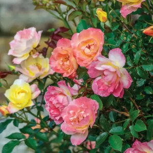 Fragrant Rose Plant Live Bush Shrub, Old-fashioned Rose Summer Rebloomer in 4 Inch Pot, Lanscape Rose Plant