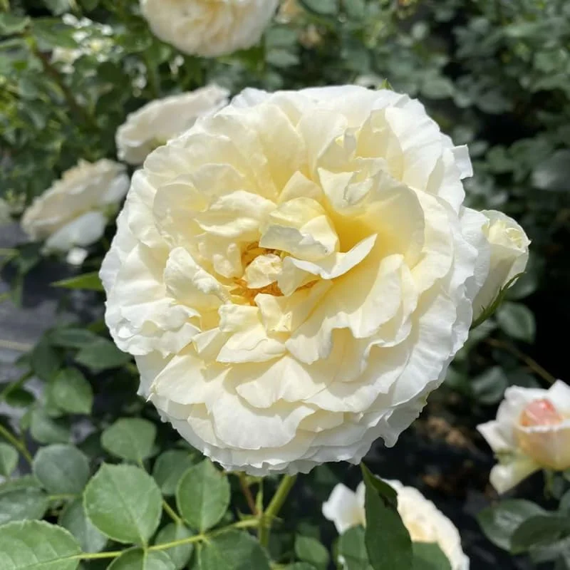 Fragrant Rose Plant Live Bush Shrub, Old-fashioned Rose Summer Rebloomer in 4 Inch Pot, Lanscape Rose Plant