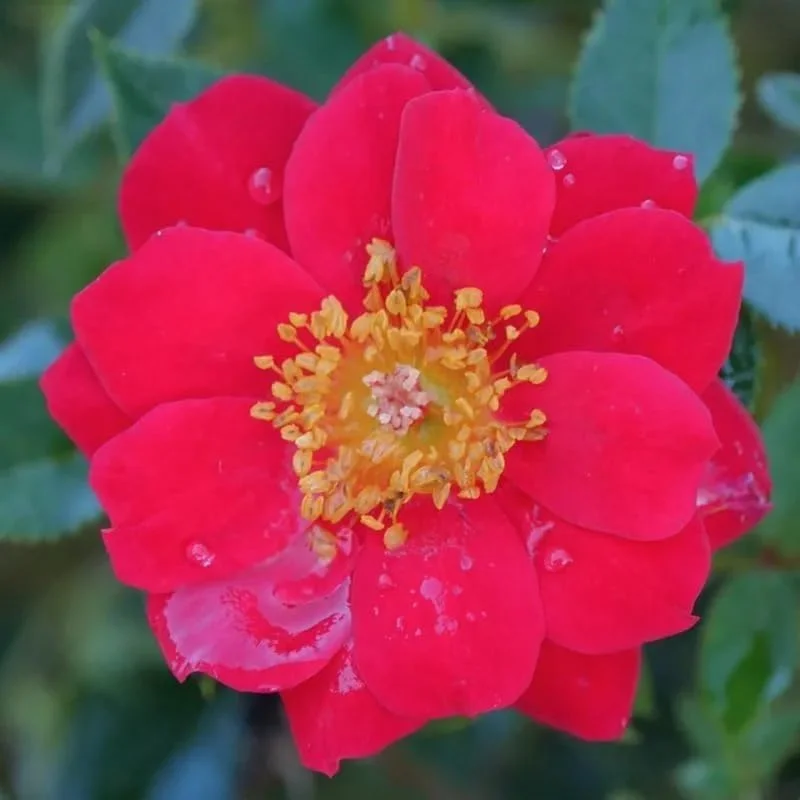 Fragrant Rose Plant Live Bush Shrub, Old-fashioned Rose Summer Rebloomer in 4 Inch Pot, Lanscape Rose Plant