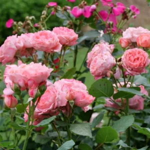 Fragrant Rose Plant Live Bush Shrub, Old-fashioned Rose Summer Rebloomer in 4 Inch Pot, Lanscape Rose Plant