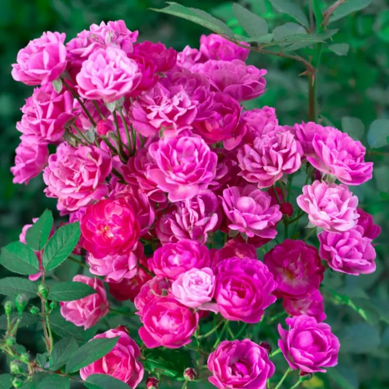 Fragrant Rose Plant Live Bush Shrub, Old-fashioned Rose Summer Rebloomer in 4 Inch Pot, Lanscape Rose Plant