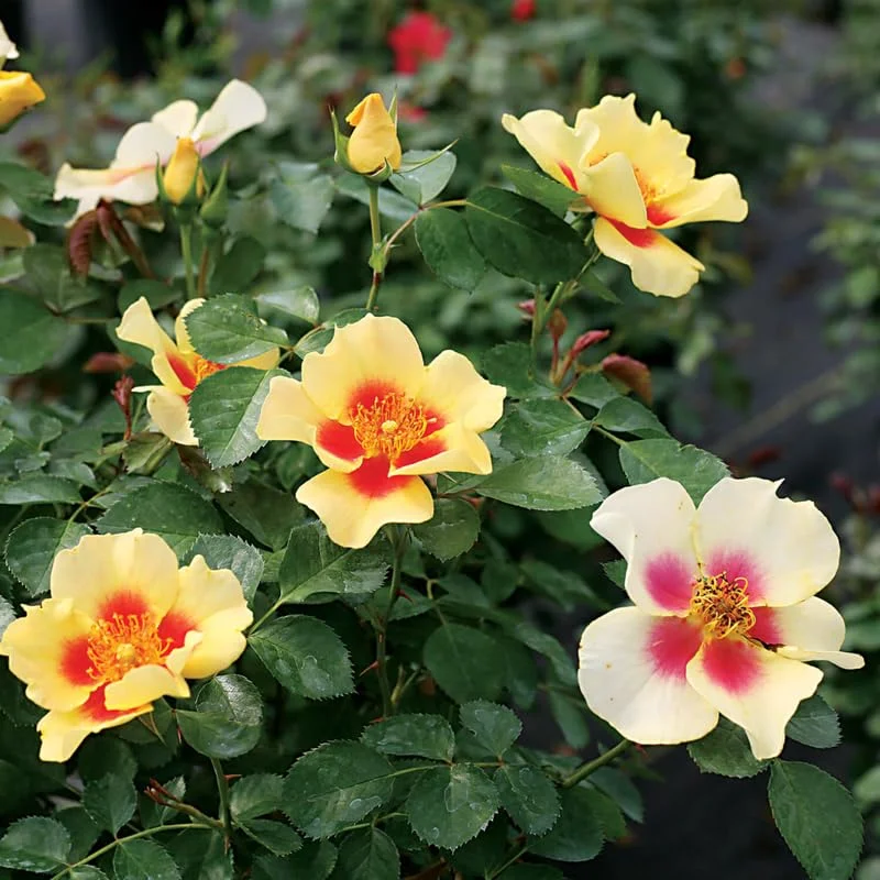 Fragrant Rose Plant Live Bush Shrub, Old-fashioned Rose Summer Rebloomer in 4 Inch Pot, Lanscape Rose Plant